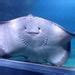 chondrichthyes fun facts|Chondrichthyes .
